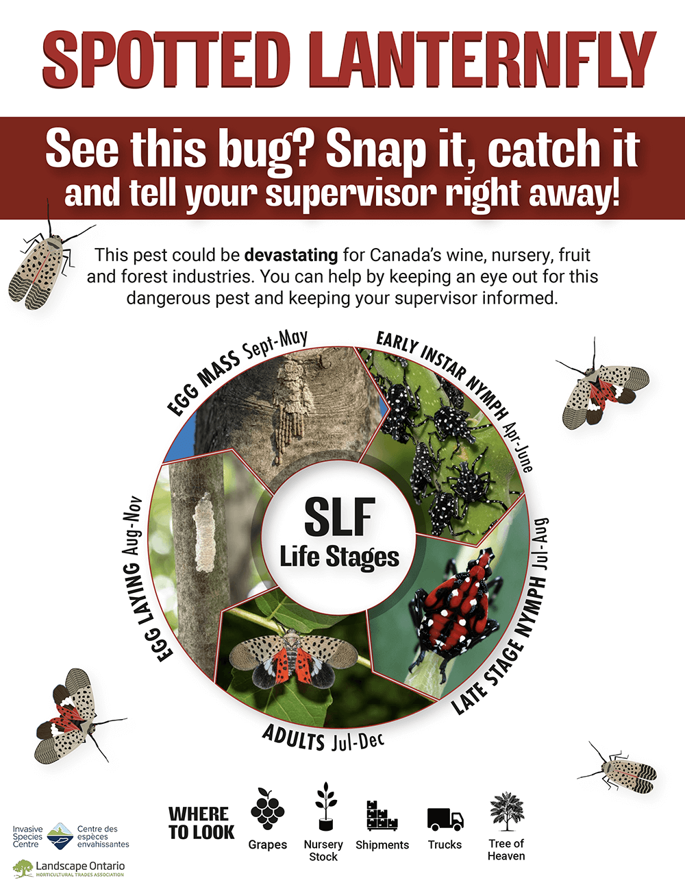 Spotted Lanterfly poster