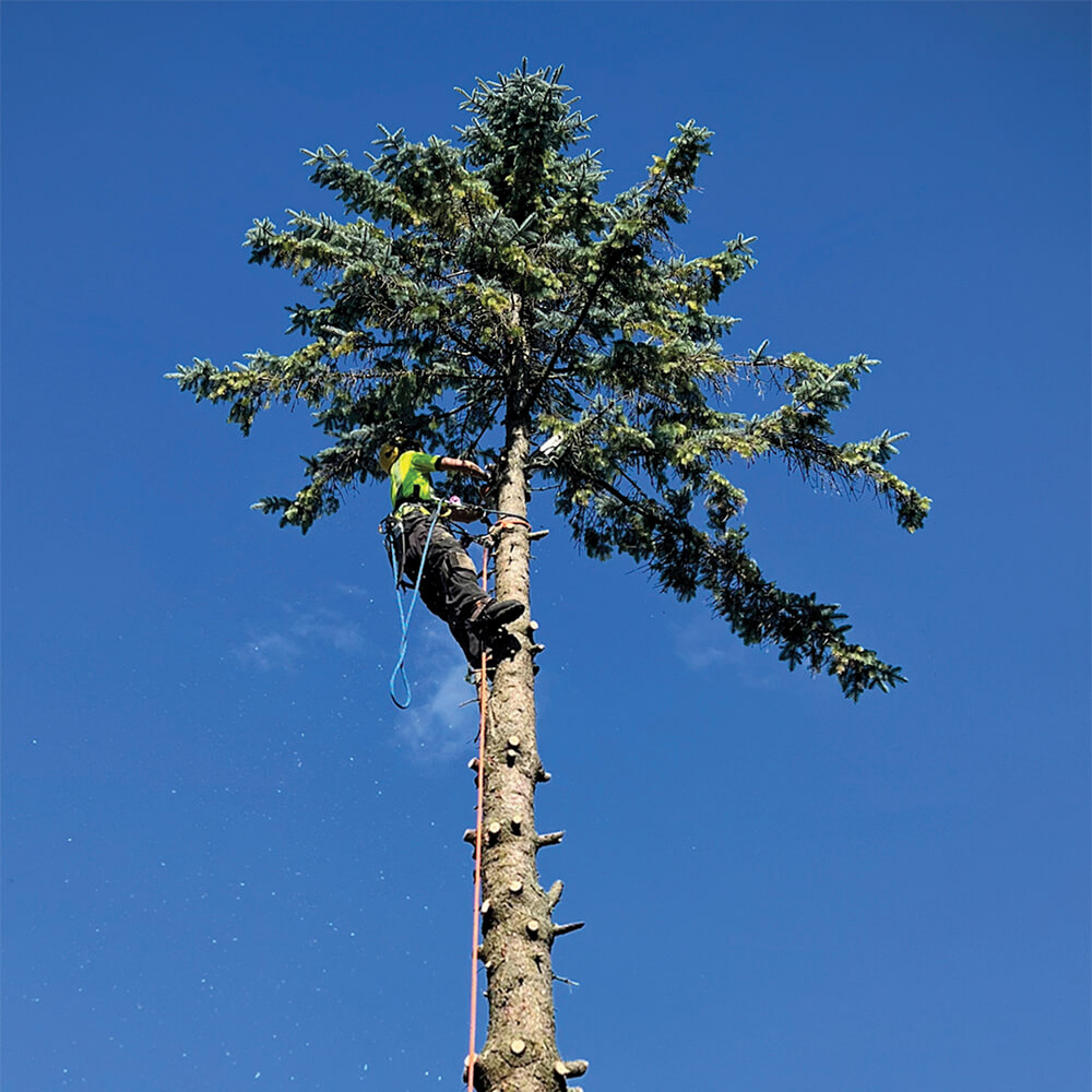 person trimming the top of a tall tree against a dark blue sky