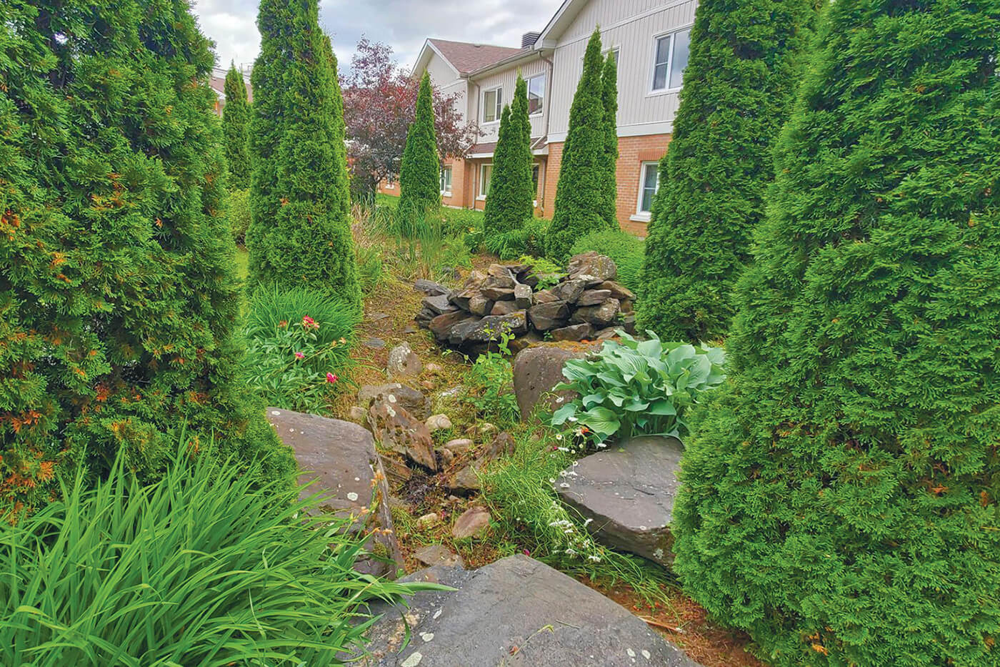 a backyard with tall cedar trees, stones and hostas