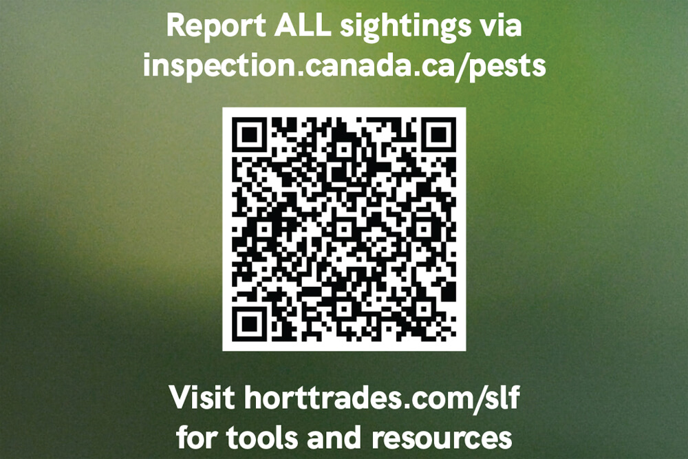 Report all sightings to inspection.canada.ca/pests