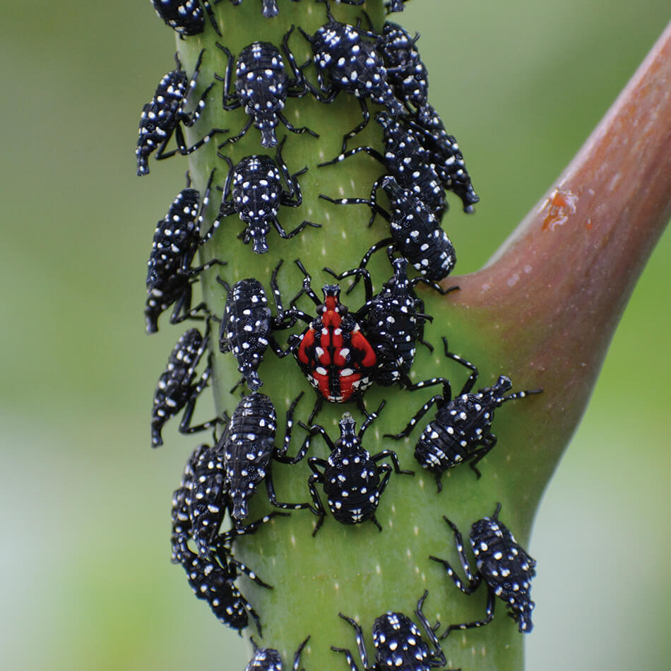 small black white spotted bugs on a plant