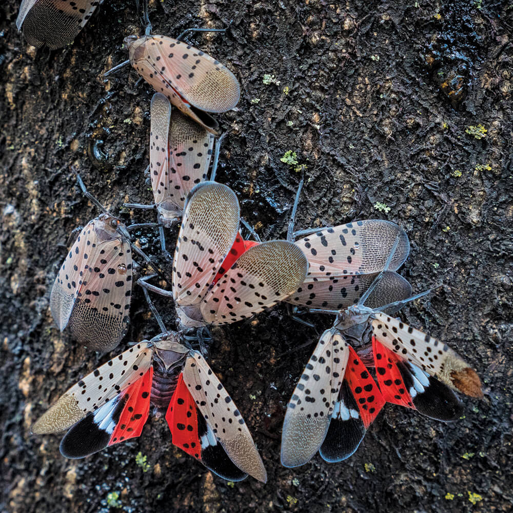 small grey spotted winged moths on a tree trunk