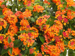 Small orange flowers