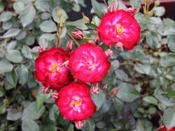 red mini rose flowers
