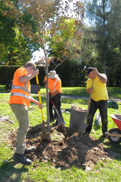 volunteers planting a tree in a schoolyard