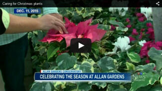 Pink poinsettia plant