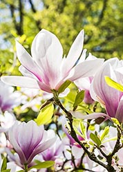 Magnolia