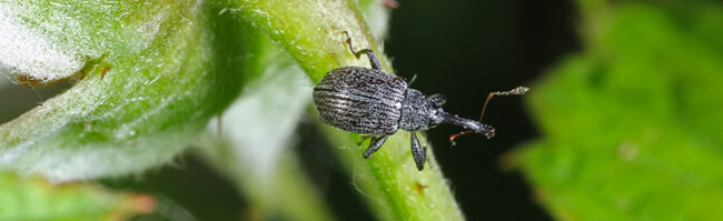 strawberry blossom weevil