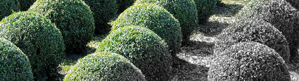 boxwood plants