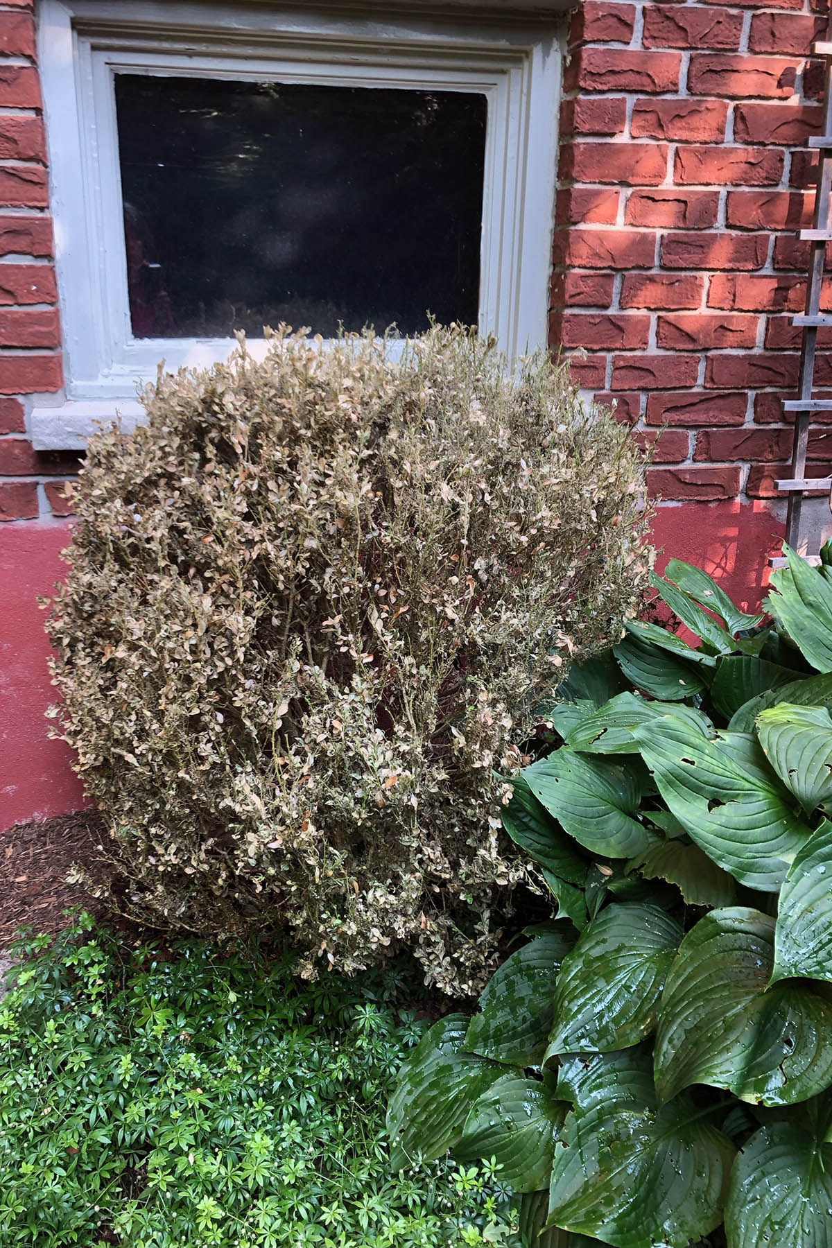 Image of a boxwood
