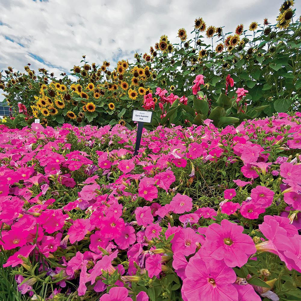flower at trial garden