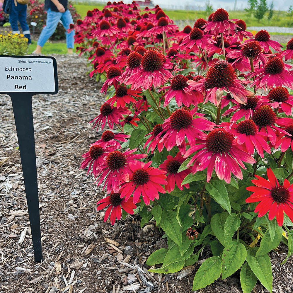 flower at trial garden