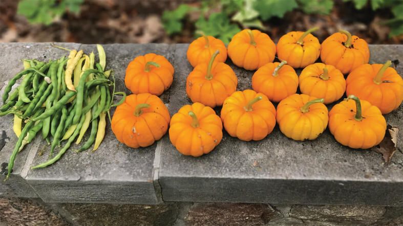 pumpkins