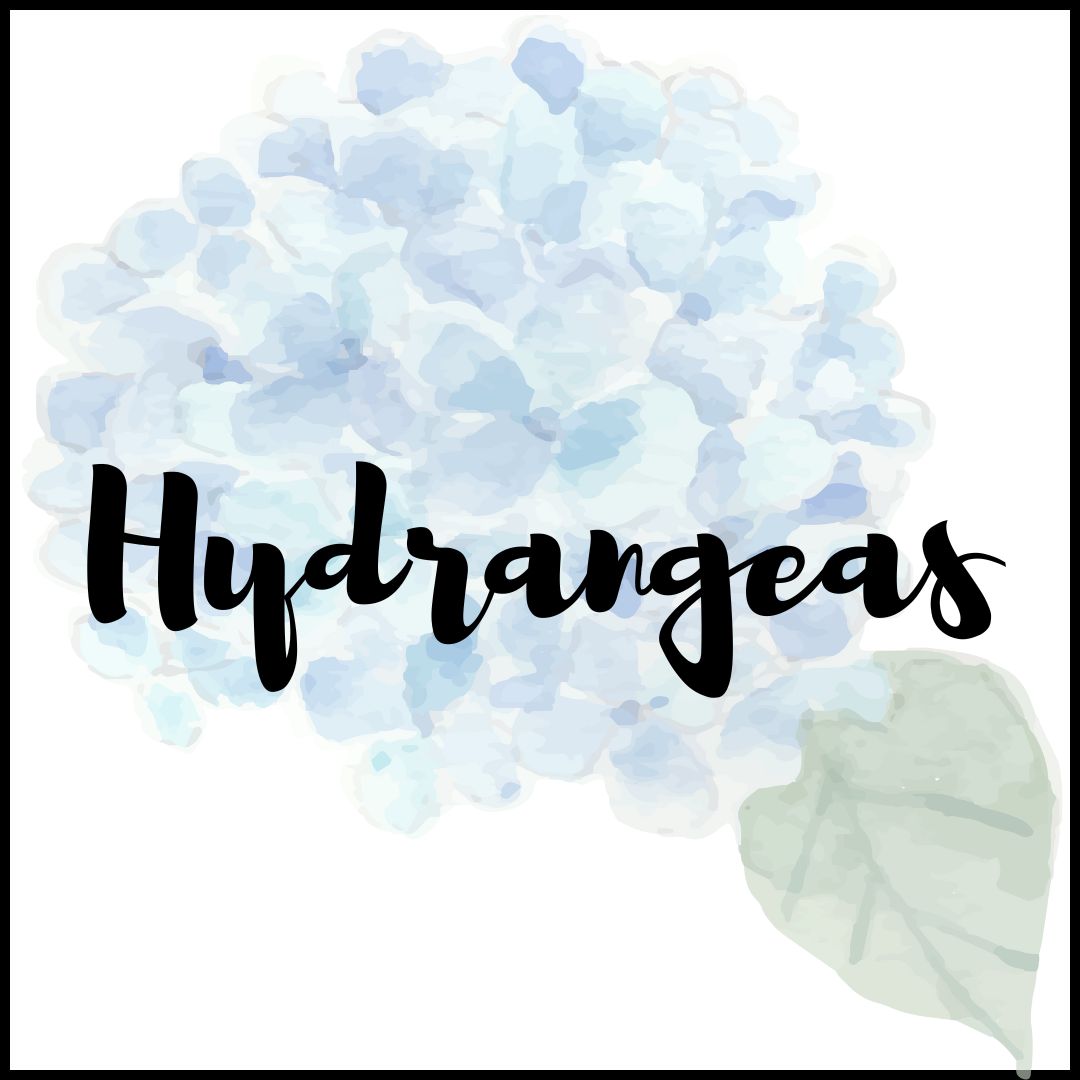 new tender perennials for 2025