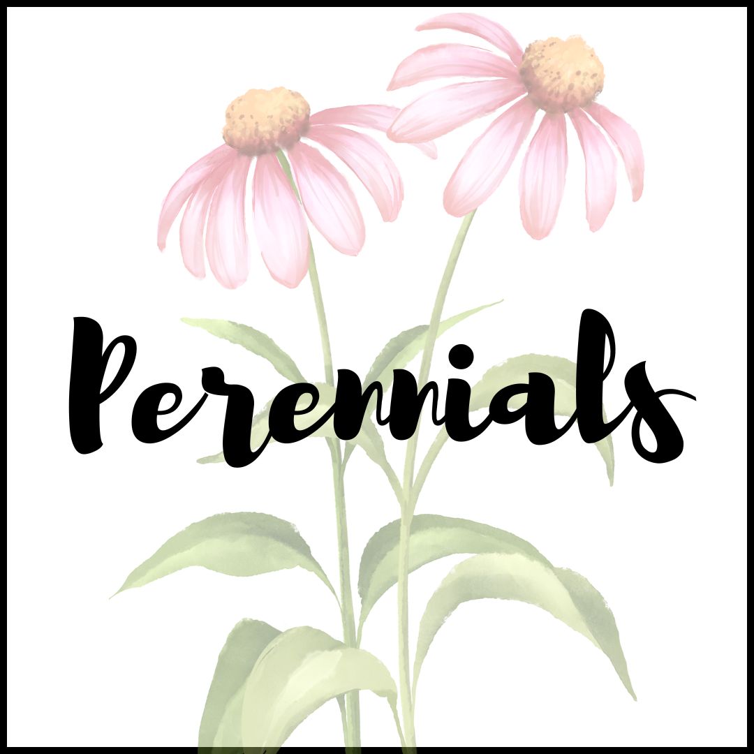new perennials for 2025