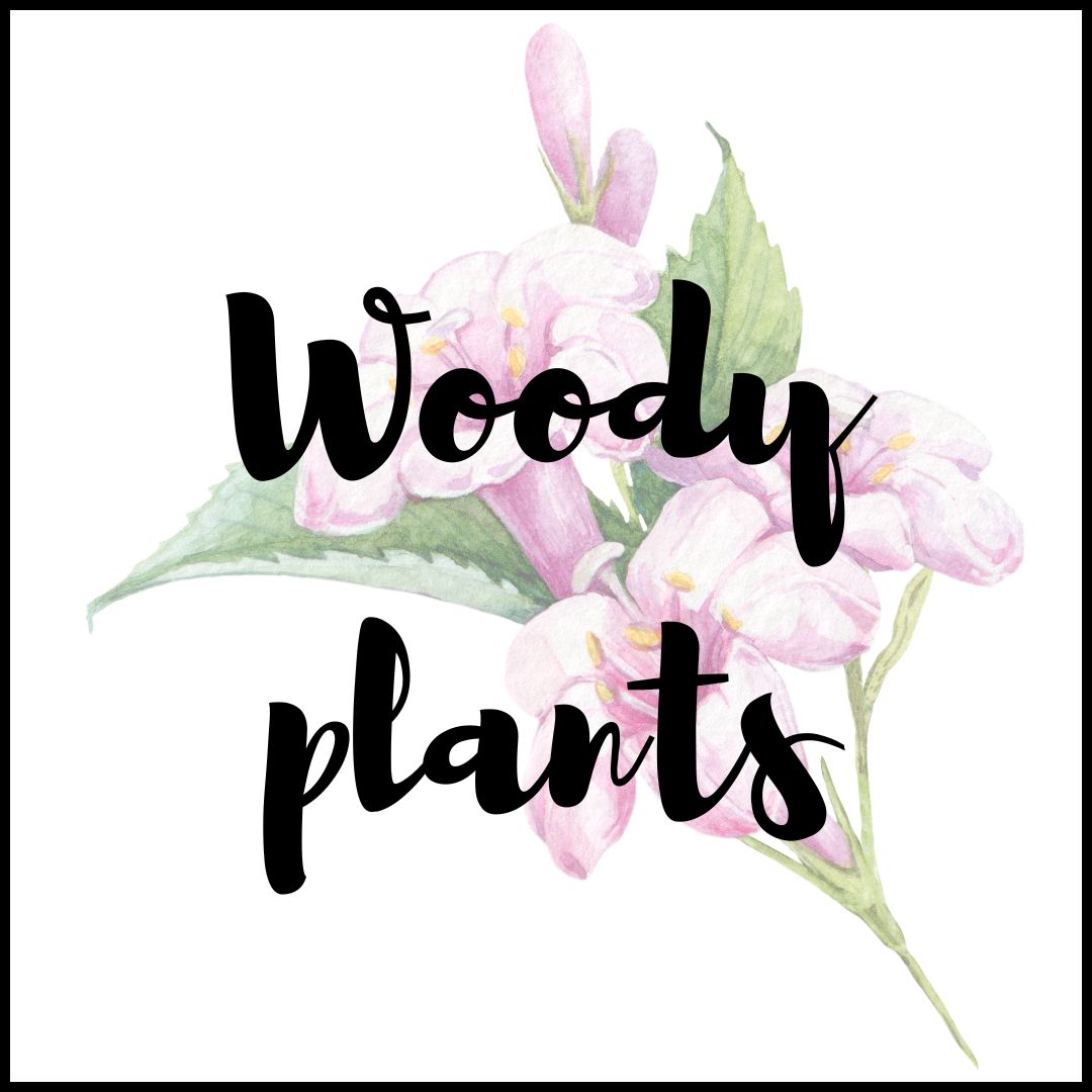 new woody plants for 2025