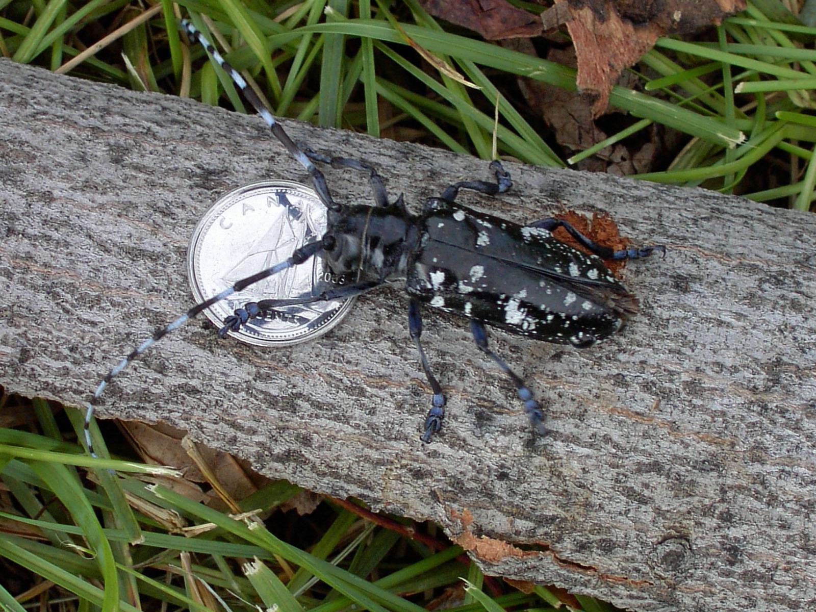 Asian long-horned beetle found in Mississauga
