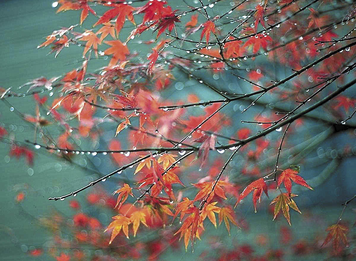 Japanese Maples Landscape Ontario