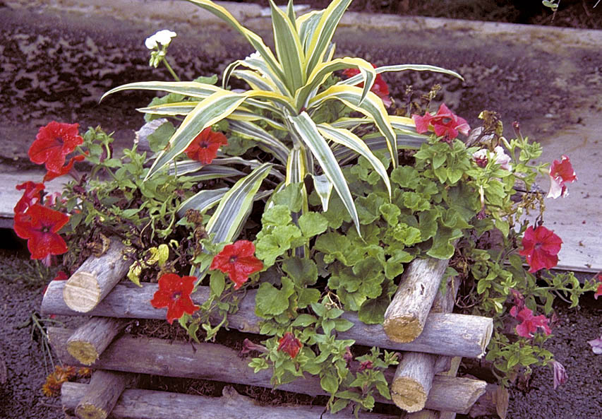 Container gardening