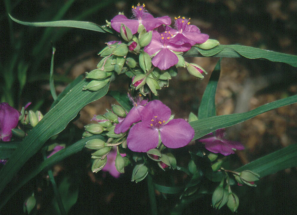 These native plants love clay