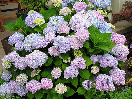 Hydrangea Landscape Ontario