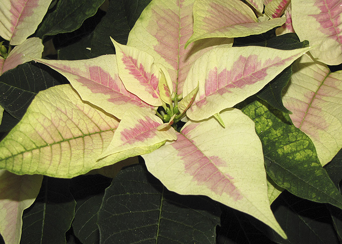 how to care for poinsettias in winter