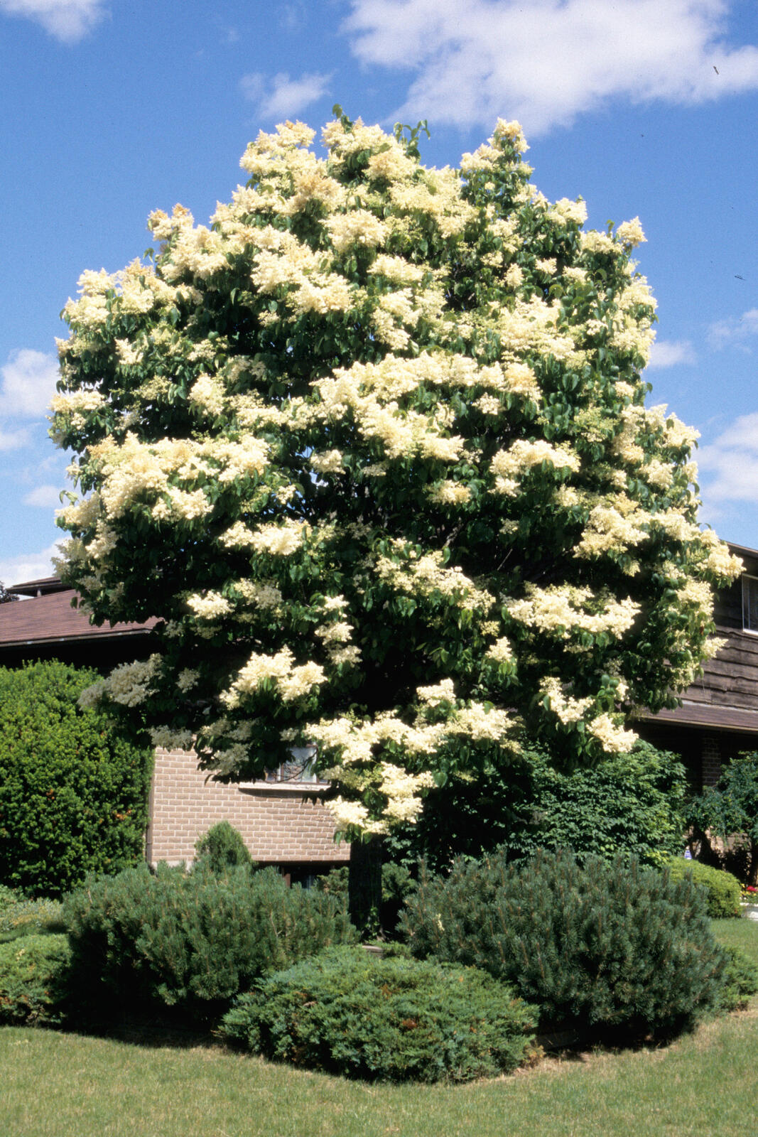 Ivory silk lilac deals tree