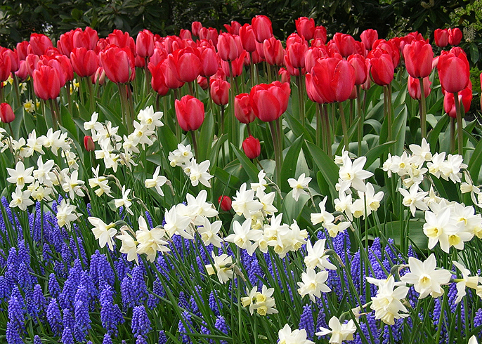 Fall gardening brings spring colour