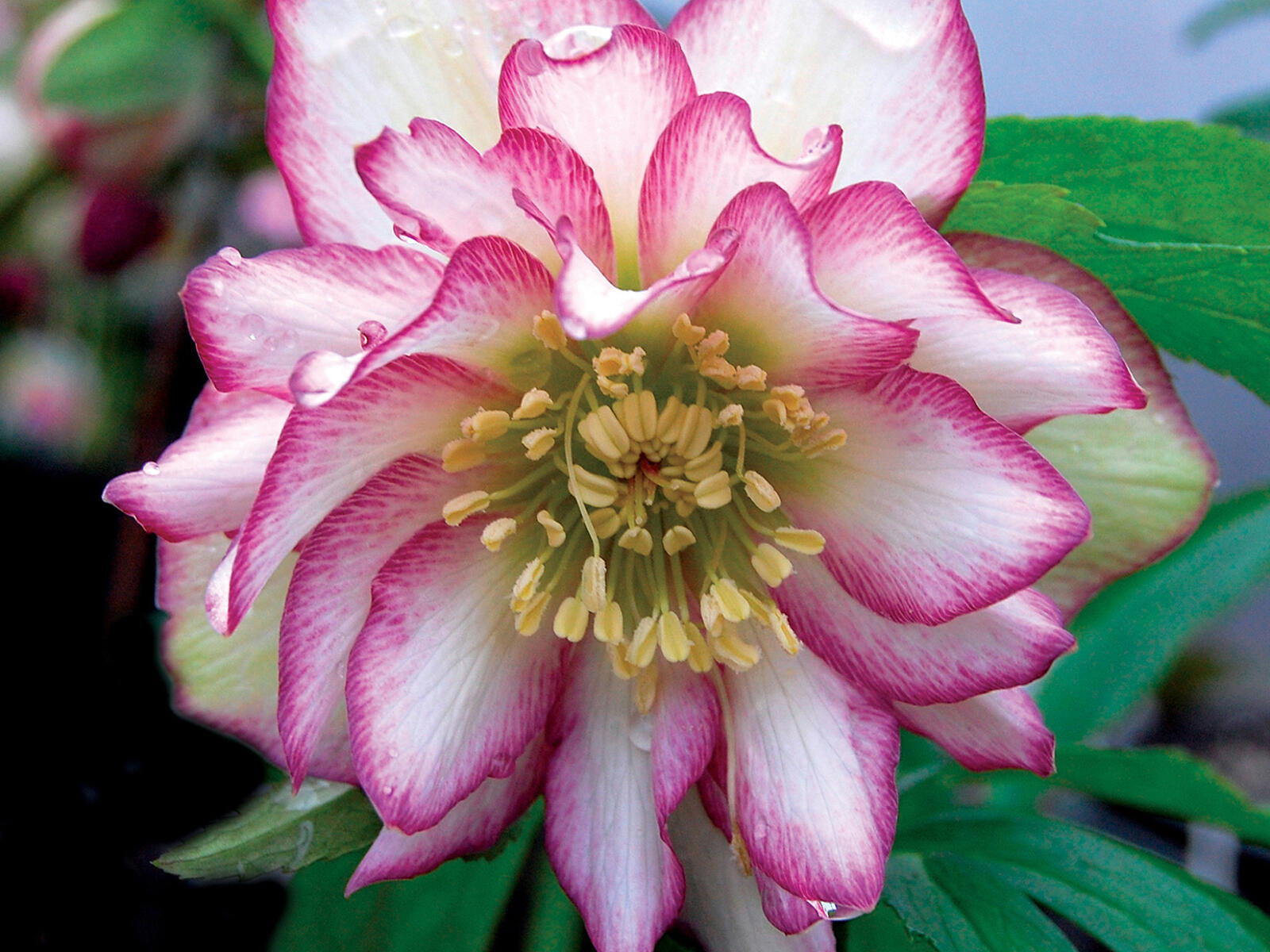 New Perennials 2012 NS