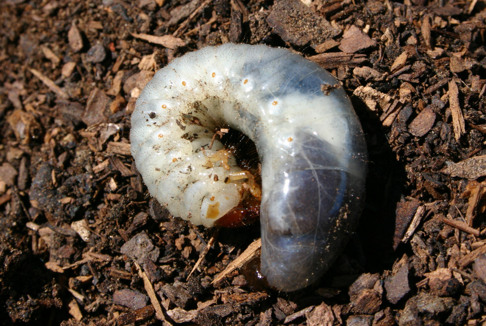 Grubs in the lawn - Landscape Ontario