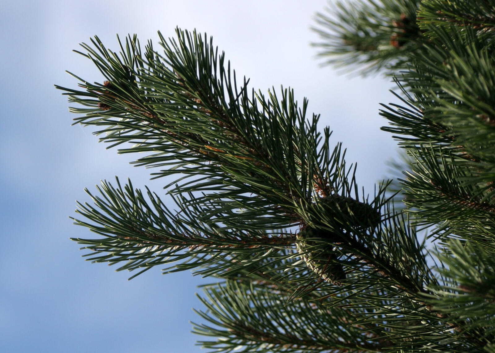 Selecting the Right Tree for the Holidays