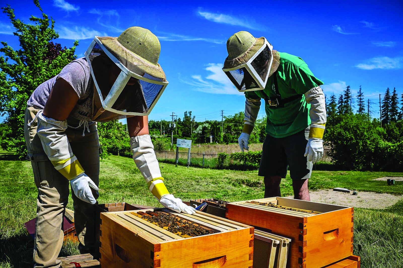 LO staff Cassandra Wiesner (left) and Gregory Sumsion moving the bees into their new home.