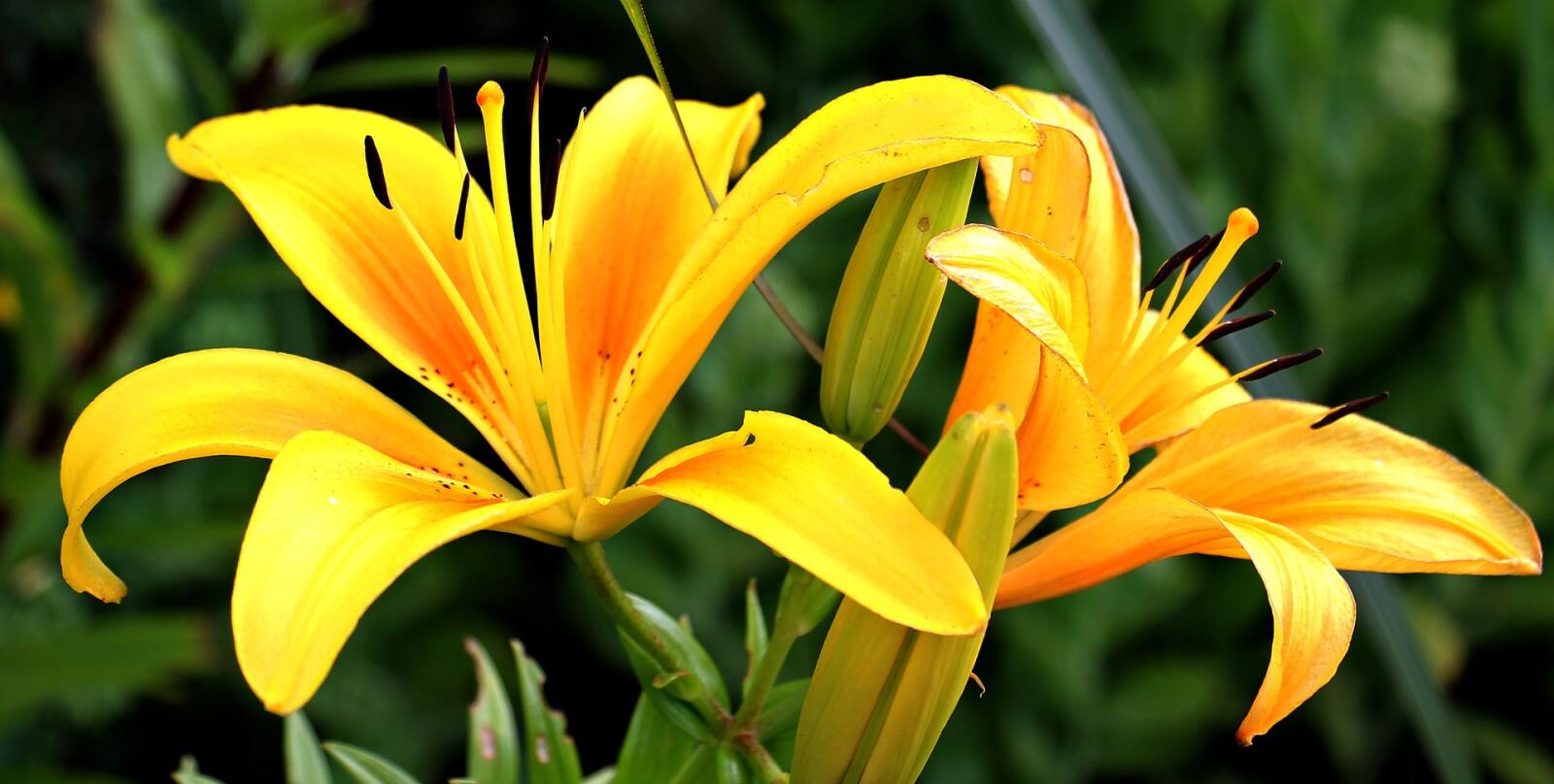 Lily madness… indoors and out in the garden!