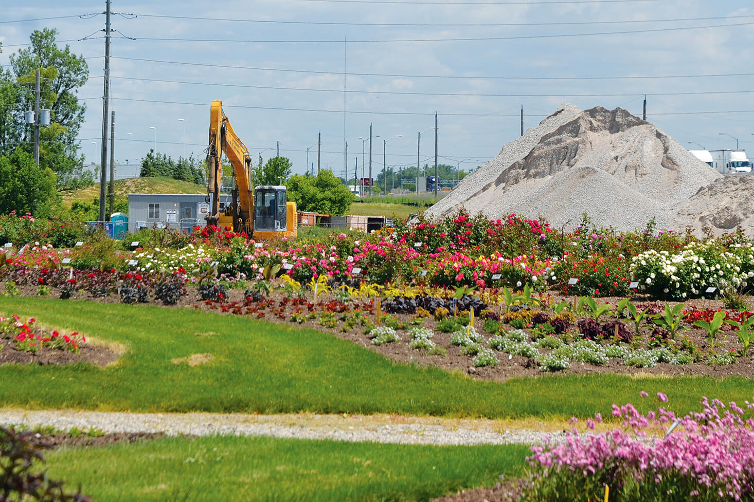 The 2018 Trial Gardens at the LO home office in Milton continue despite construction both outside and within the property.