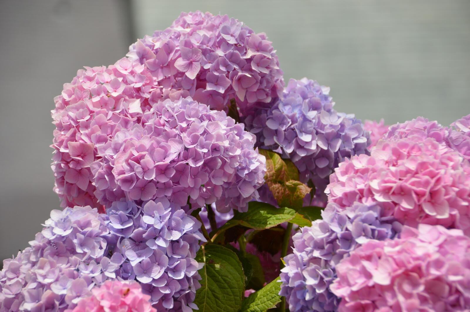 Hydrangea Magic: Changing Colours