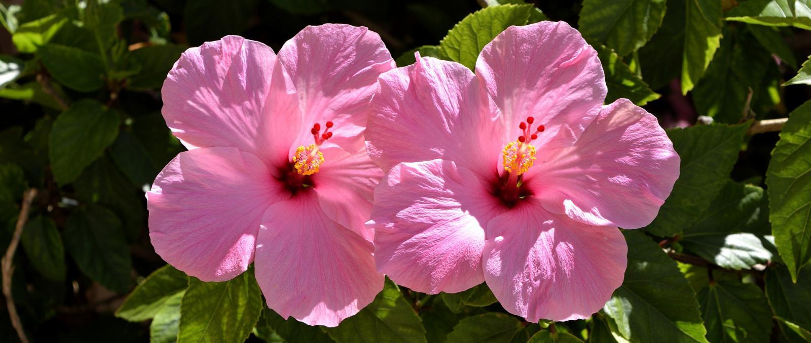 Hibiscus come in many shapes and sizes…