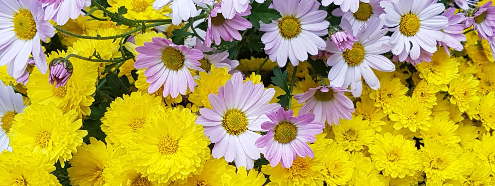 Fall Perennials Add Some Colour To Your Landscape Landscape Ontario