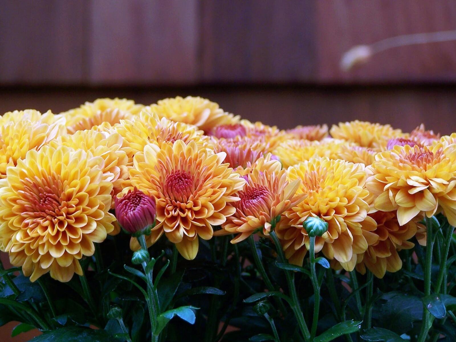 Hardy Mums & other autumn garden oddities - Landscape Ontario