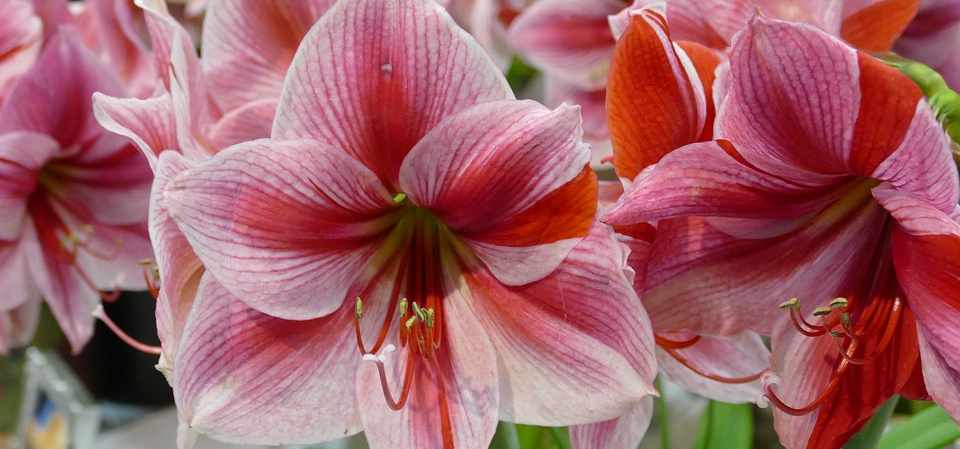 amaryllis