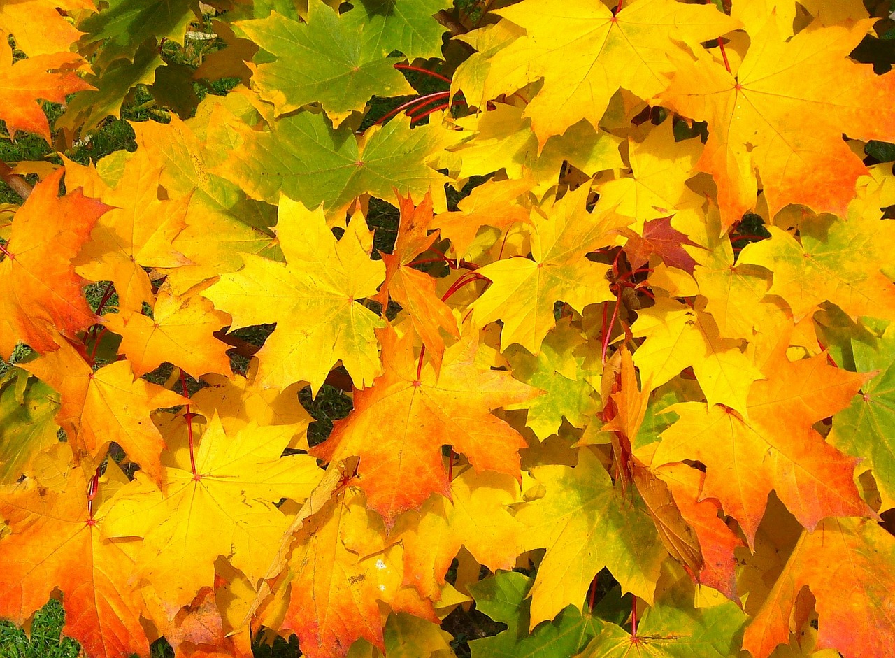 Leaves & Raking 