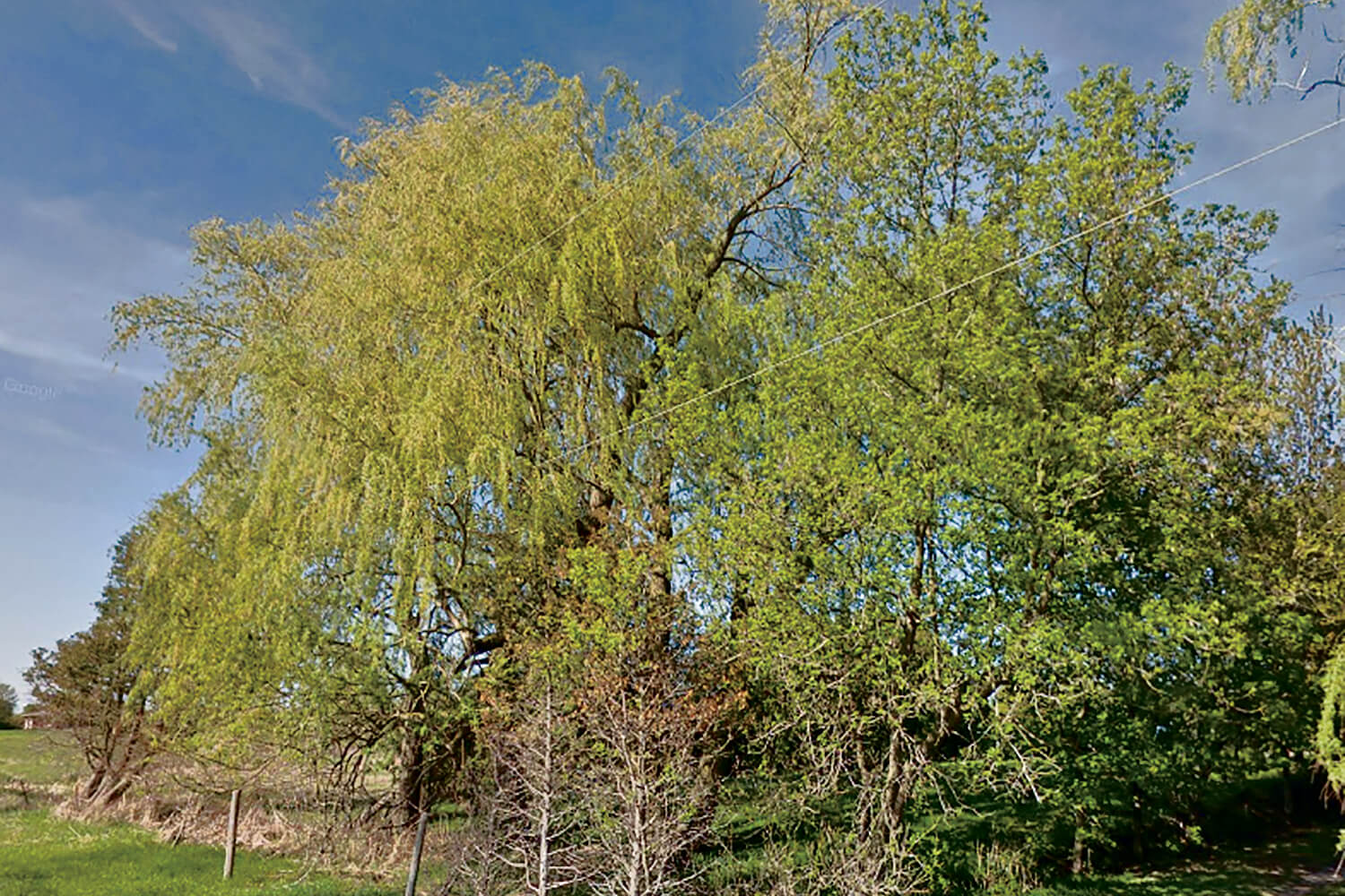 Example of an overgrown tree around a high voltage overhead powerline creating hidden electrical hazards to tree trimmers.