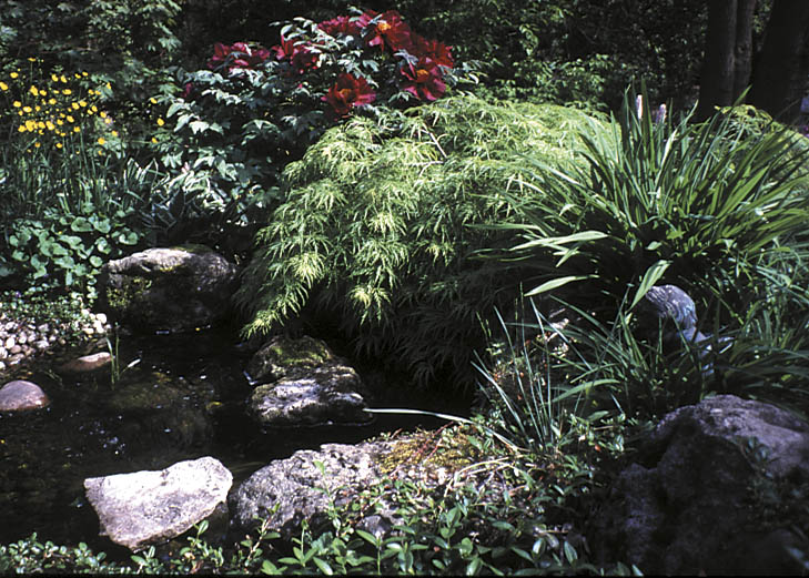 A garden that connects with our senses through water seems more exciting, complete and memorable.