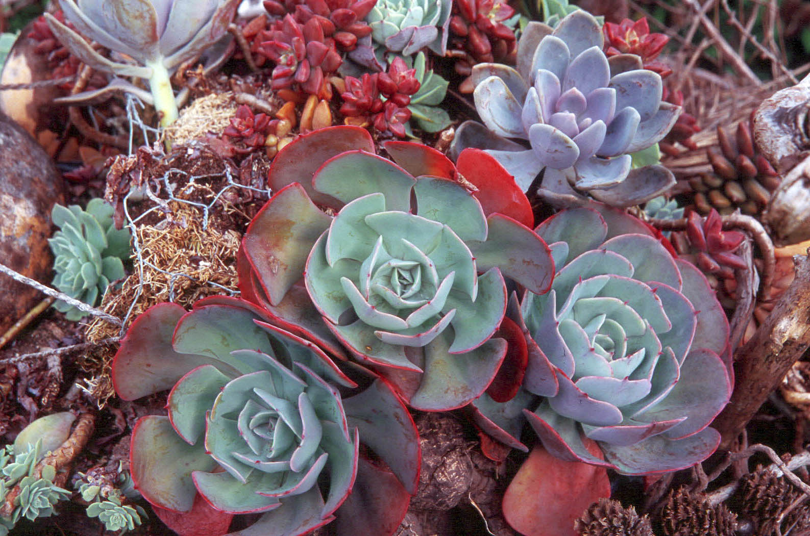 Echeveria and succulent display in Emily Gadonyi's garden.