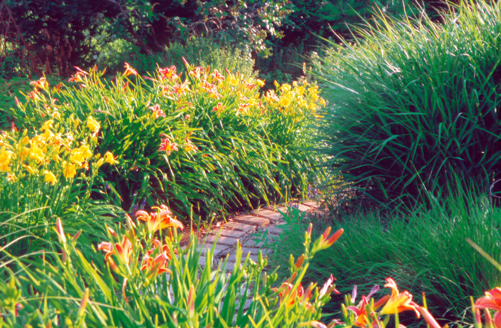 A winding path set amongst Pennisetum alopecuroides 'Hameln', Panicum virgatum 'Warrior' and Hemerocallis.