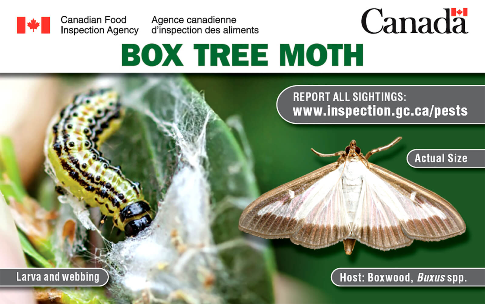 A box tree moth identification card is available.