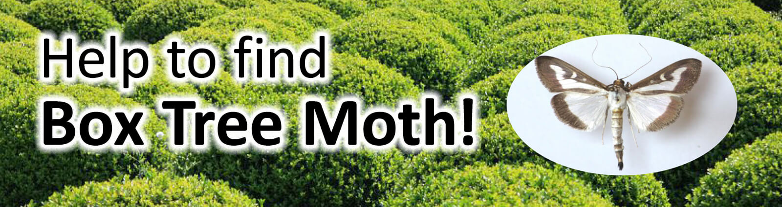 Landscape Ontario leads program to control the spread of box tree moth