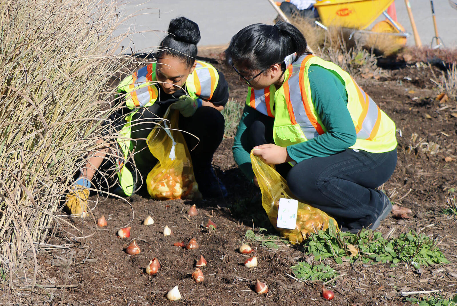 Students plant bulbs