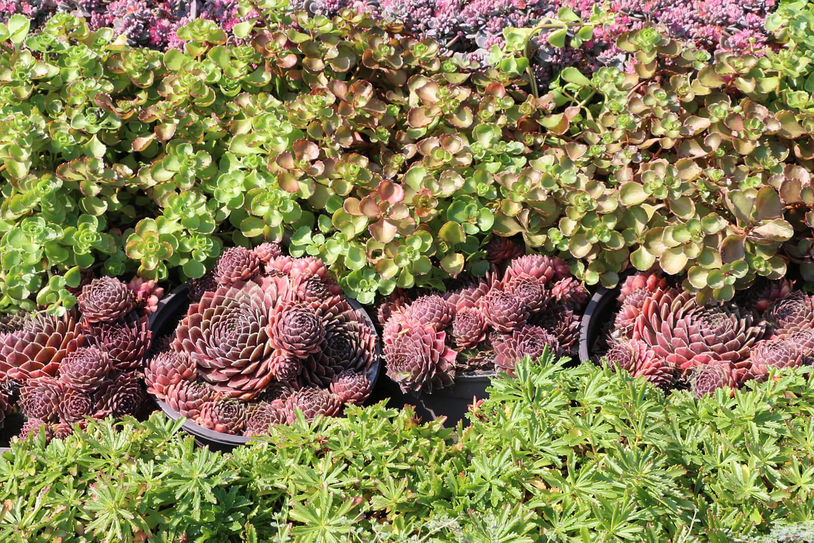 Perennials For Ground Covers, Ground Cover Instead Of Grass Ontario