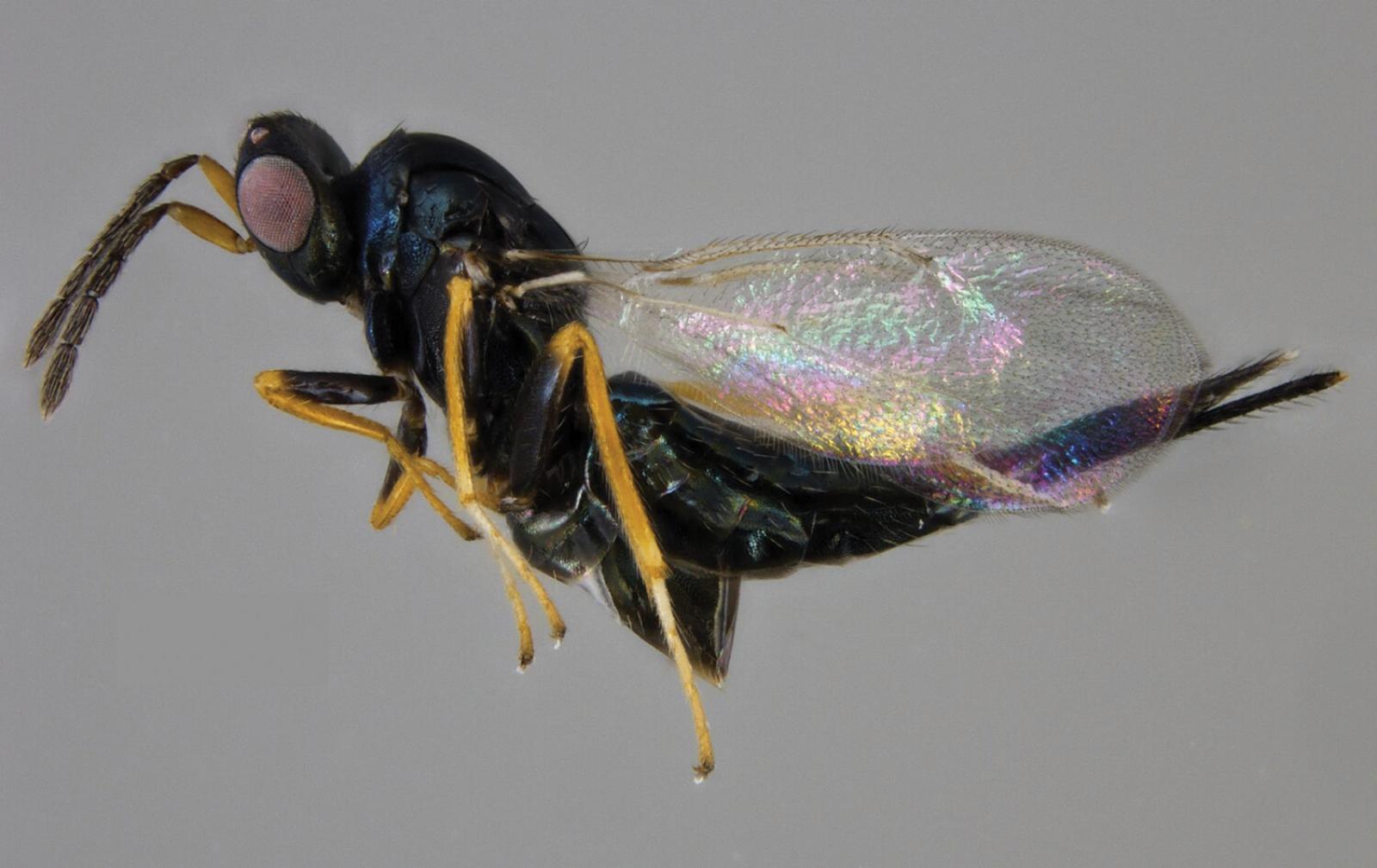 A female parasitic wasp.