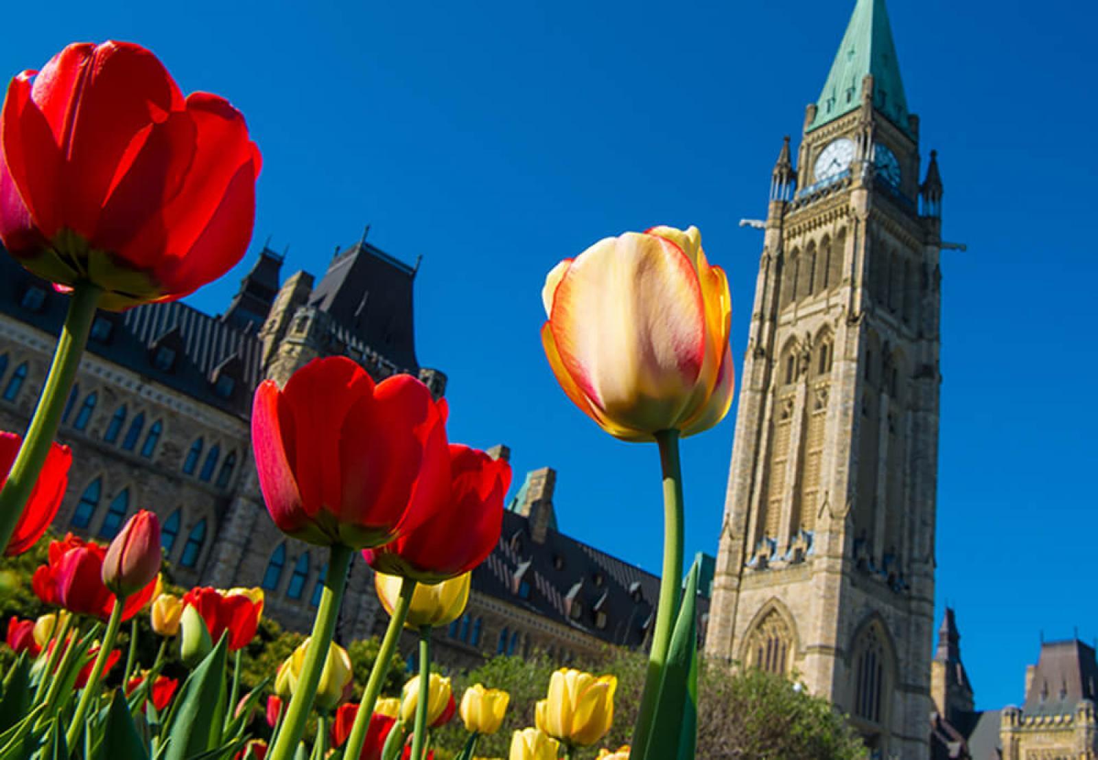 Tulips will take over Ottawa for 11 days in May.
